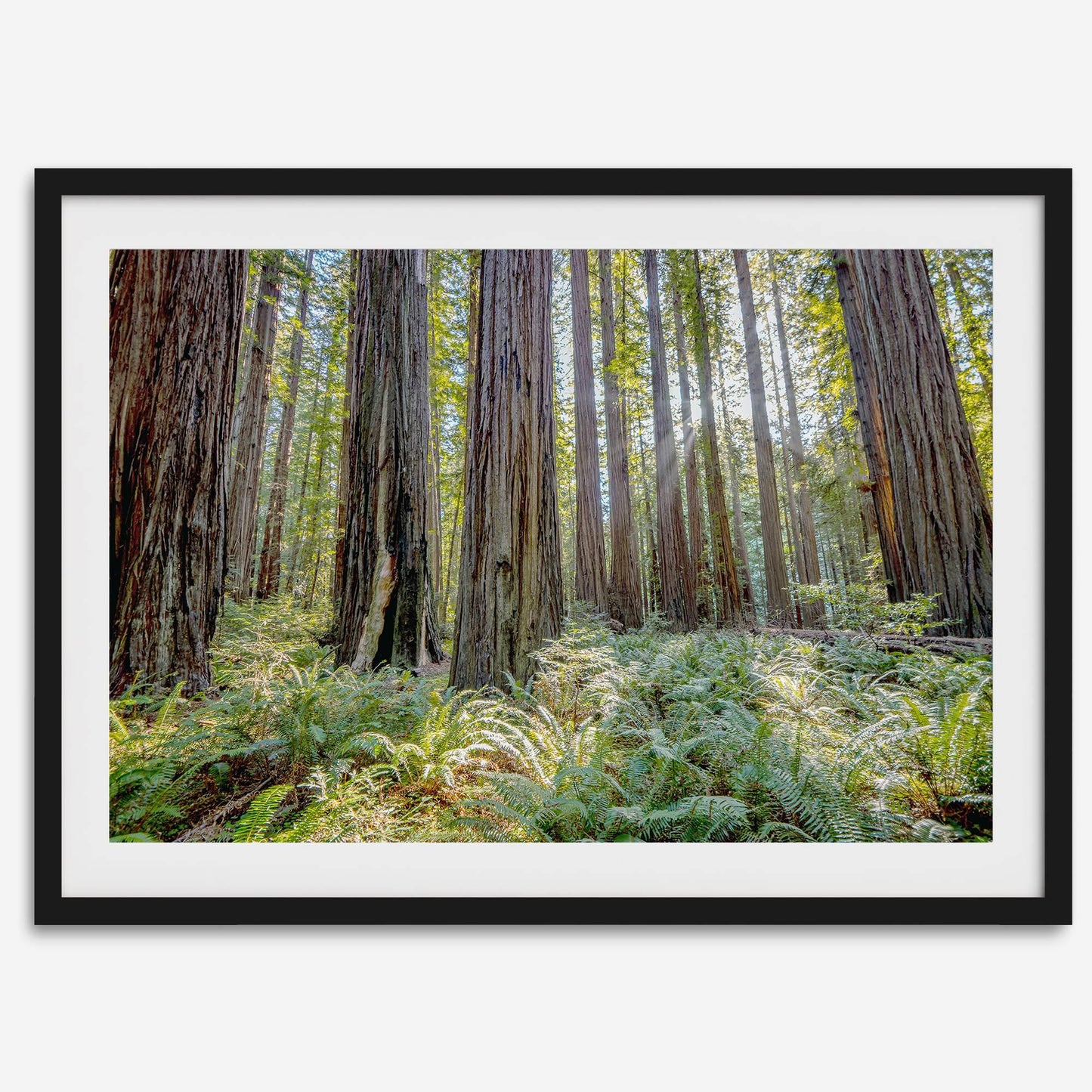 Lush Forest