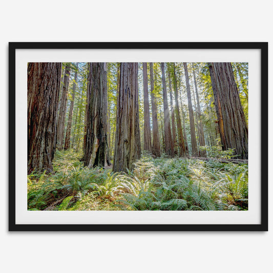 Lush Forest