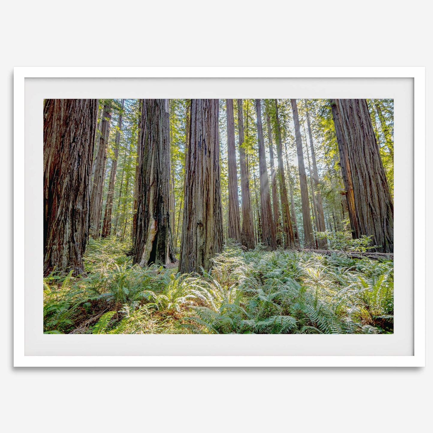 Lush Forest