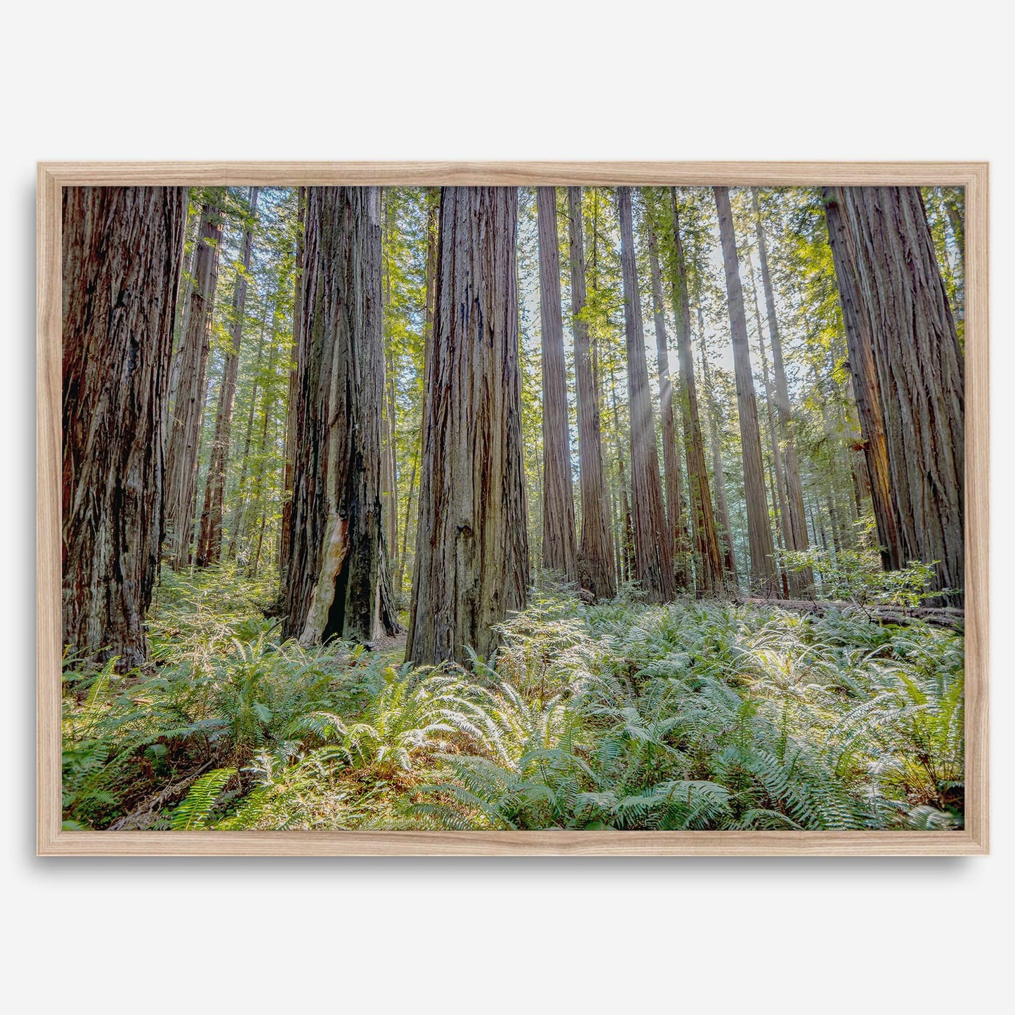 Lush Forest