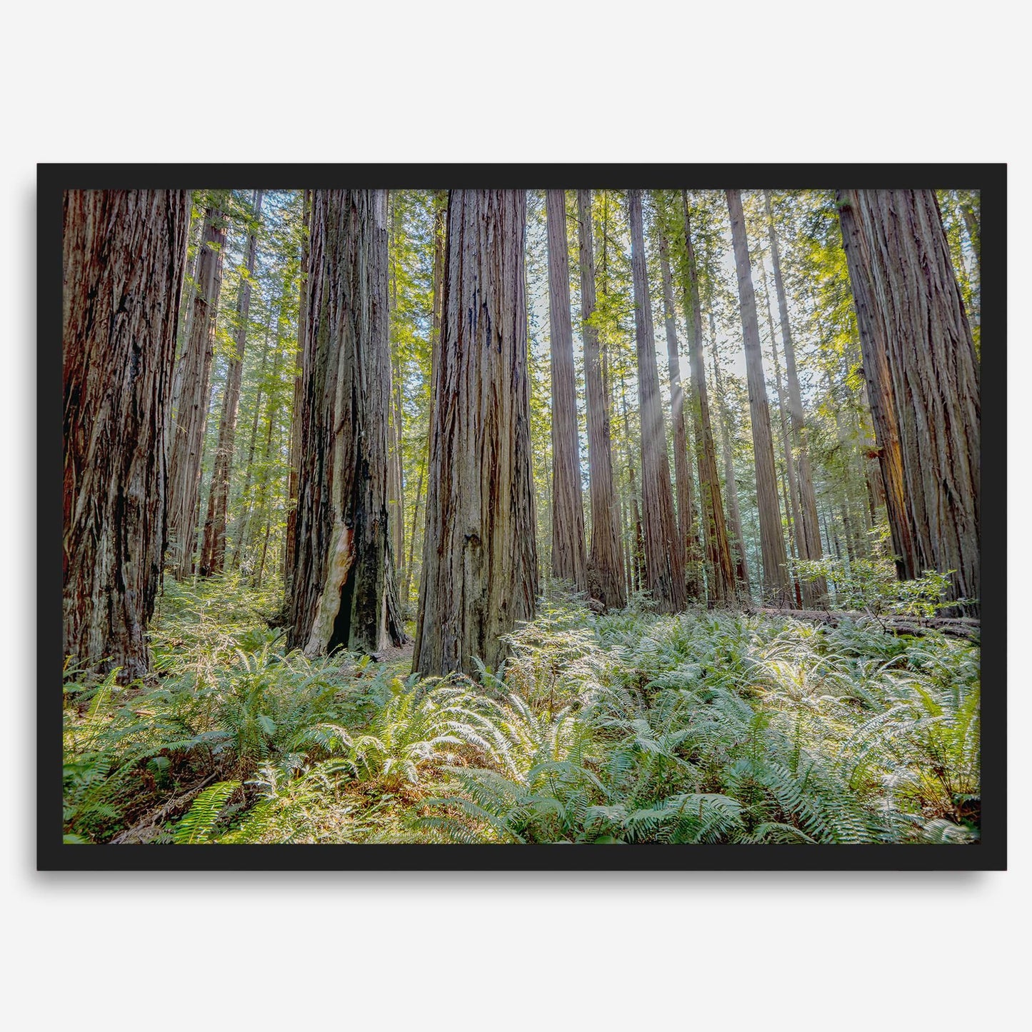 Lush Forest