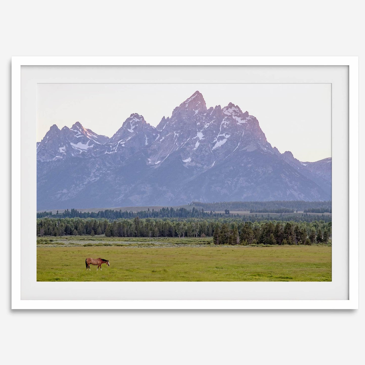 Teton Horse
