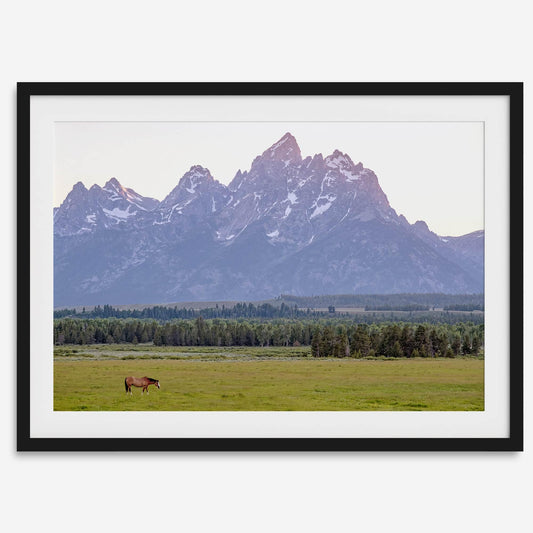 Teton Horse