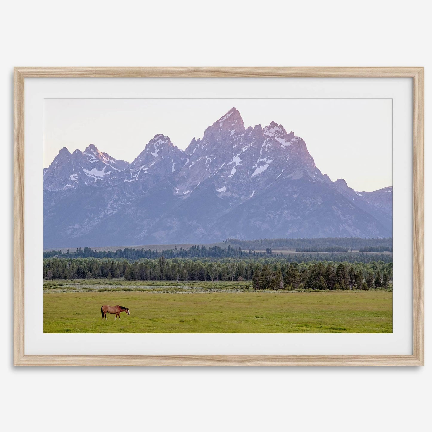 Teton Horse