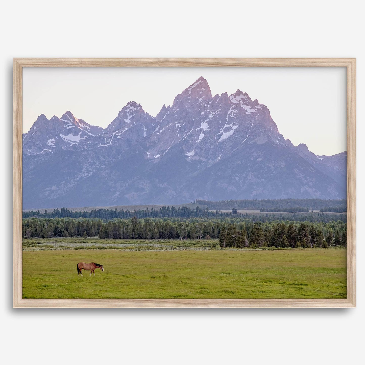 Teton Horse