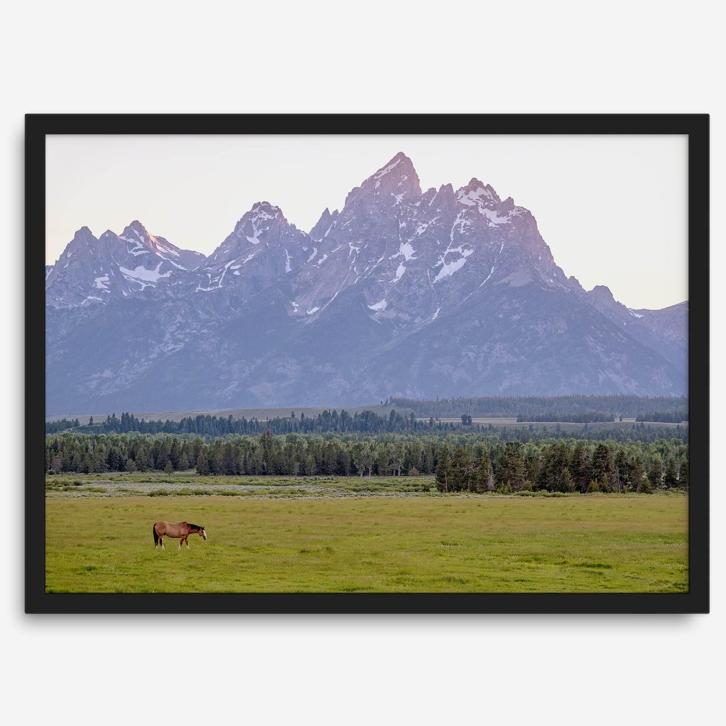Teton Horse