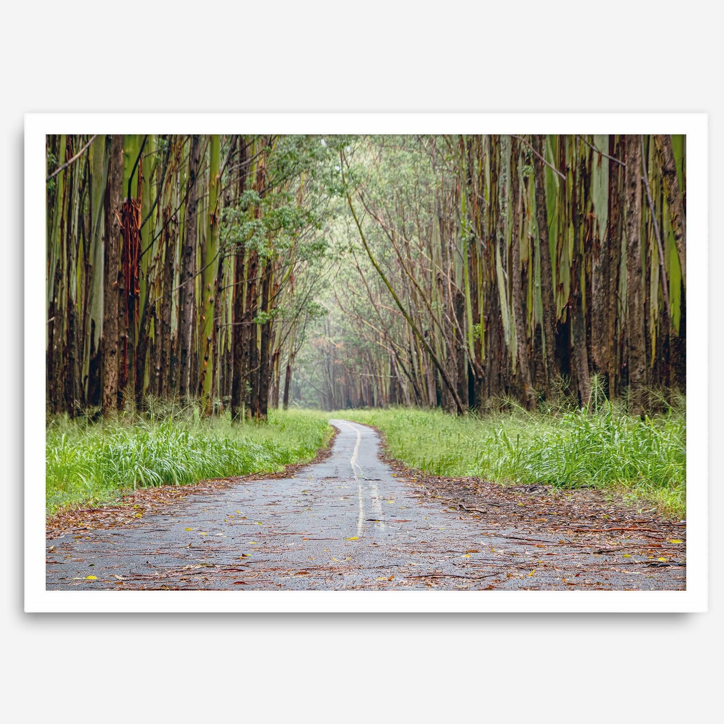 Tropical Tree Tunnel