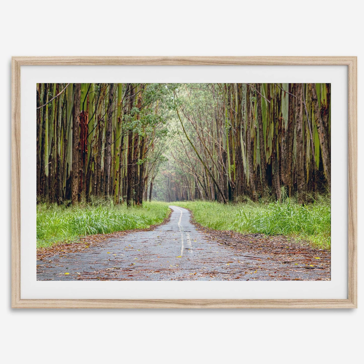 Tropical Tree Tunnel