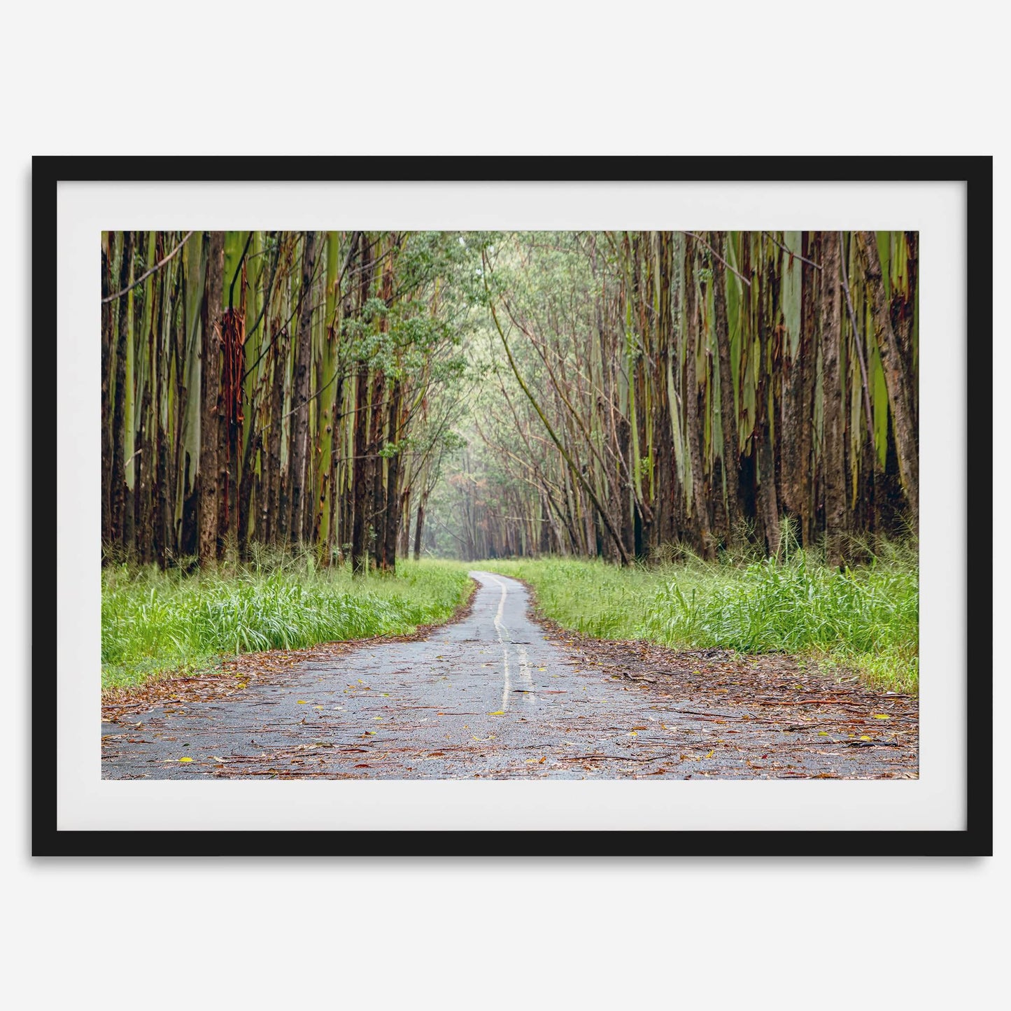 Tropical Tree Tunnel