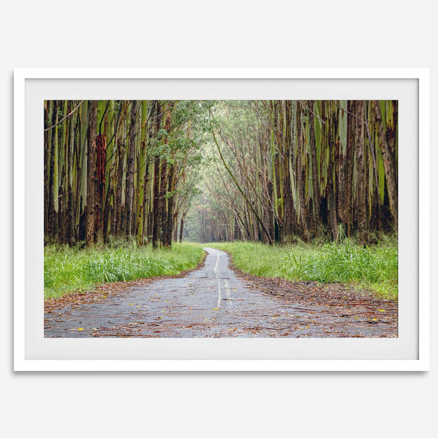 Tropical Tree Tunnel