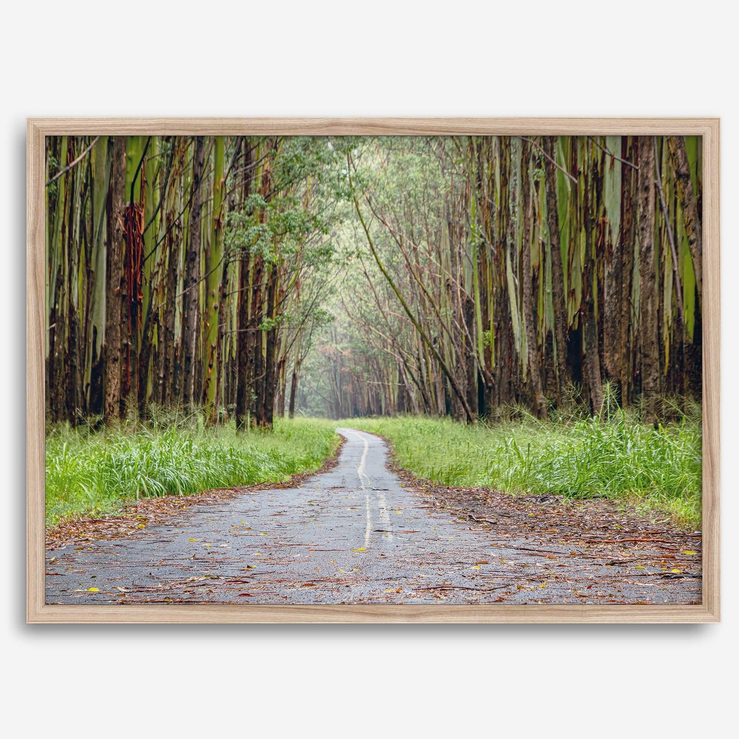 Tropical Tree Tunnel