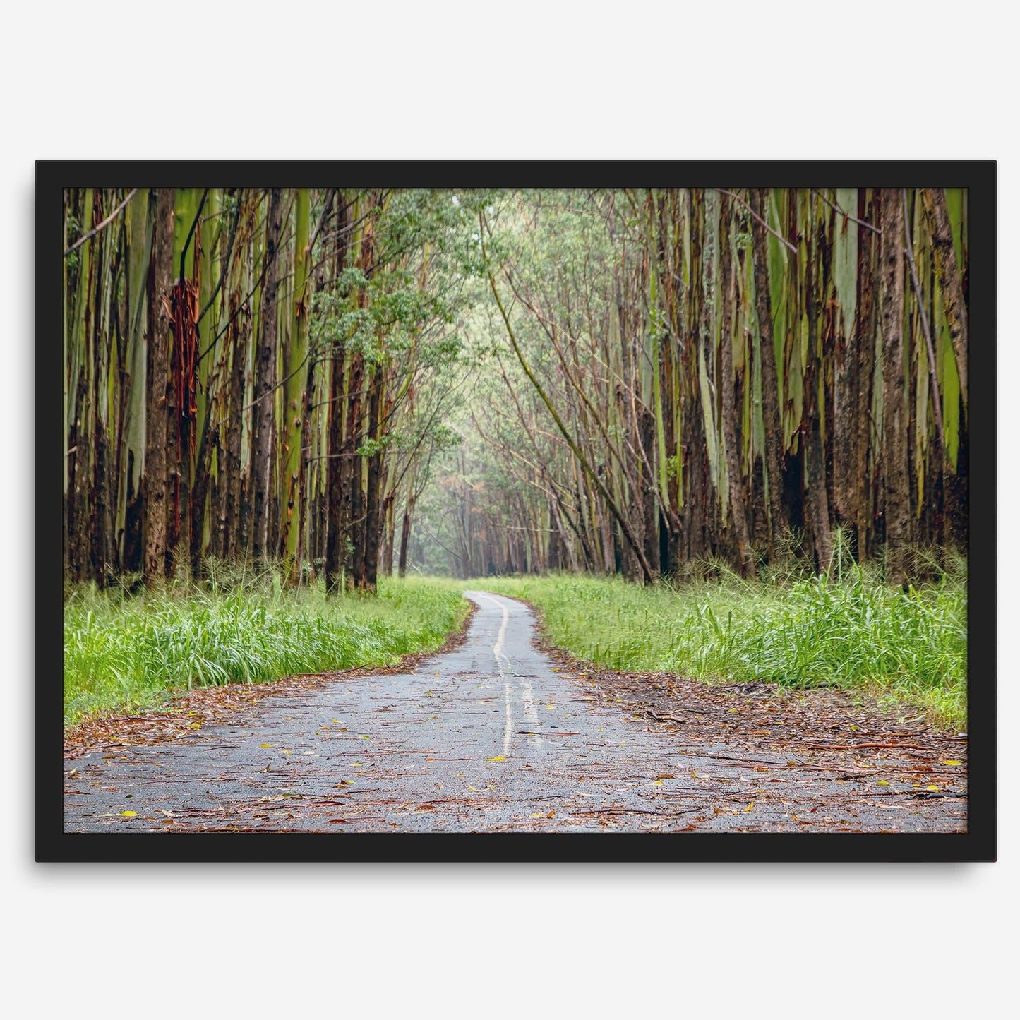 Tropical Tree Tunnel