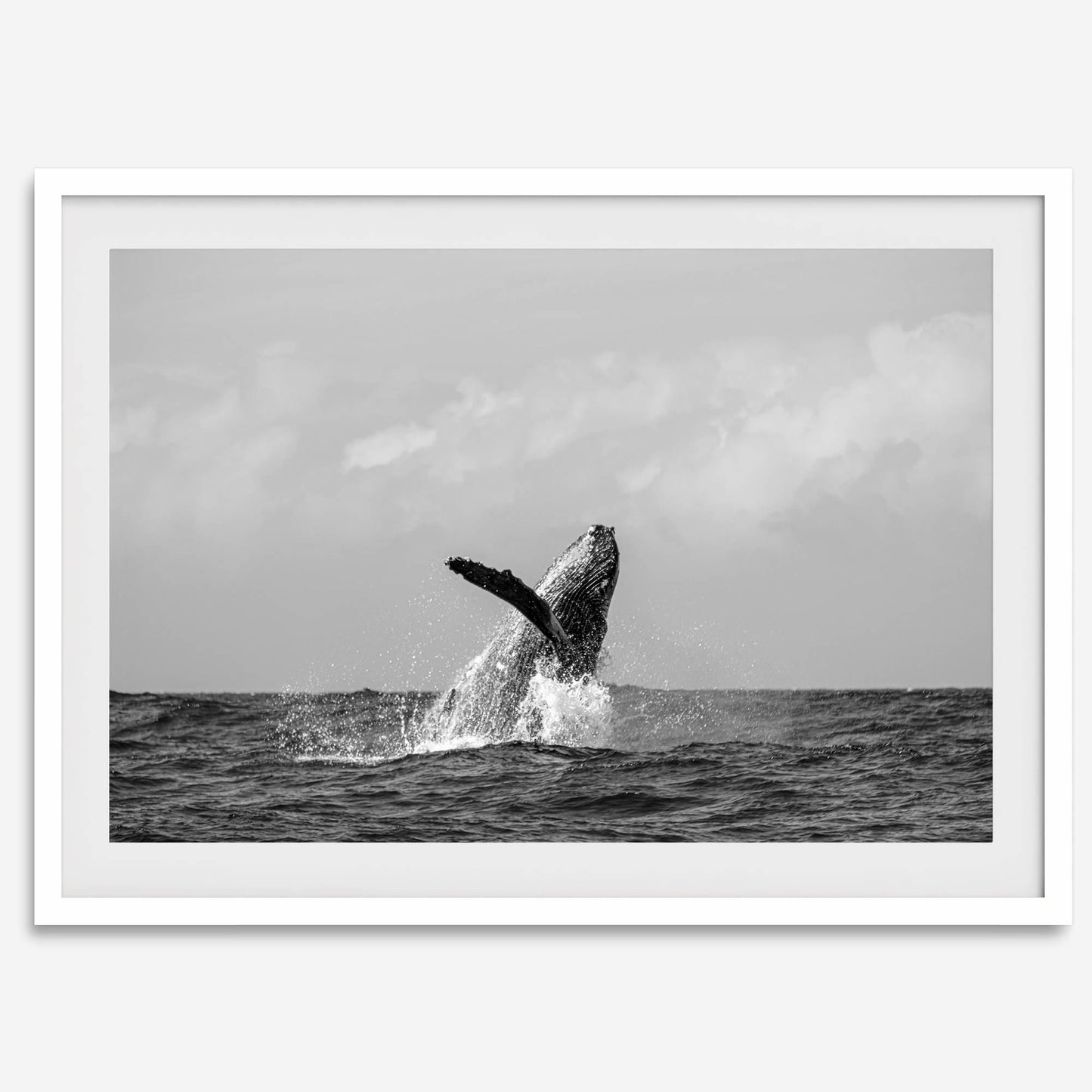 Ocean Majesty