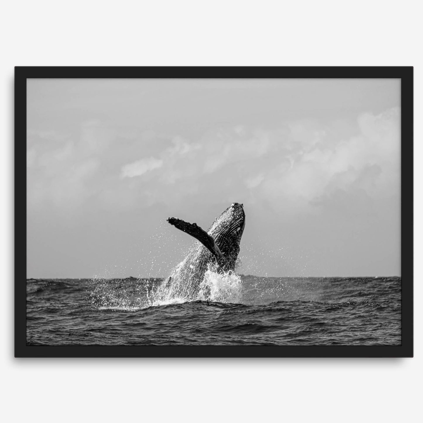 Ocean Majesty