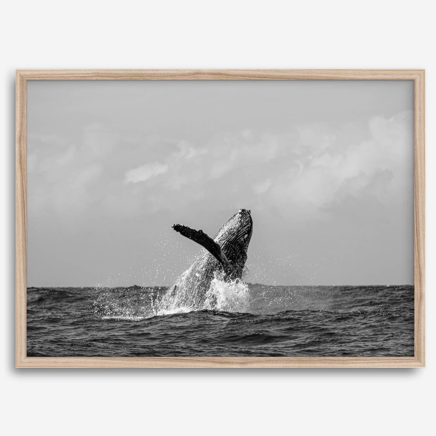 Ocean Majesty