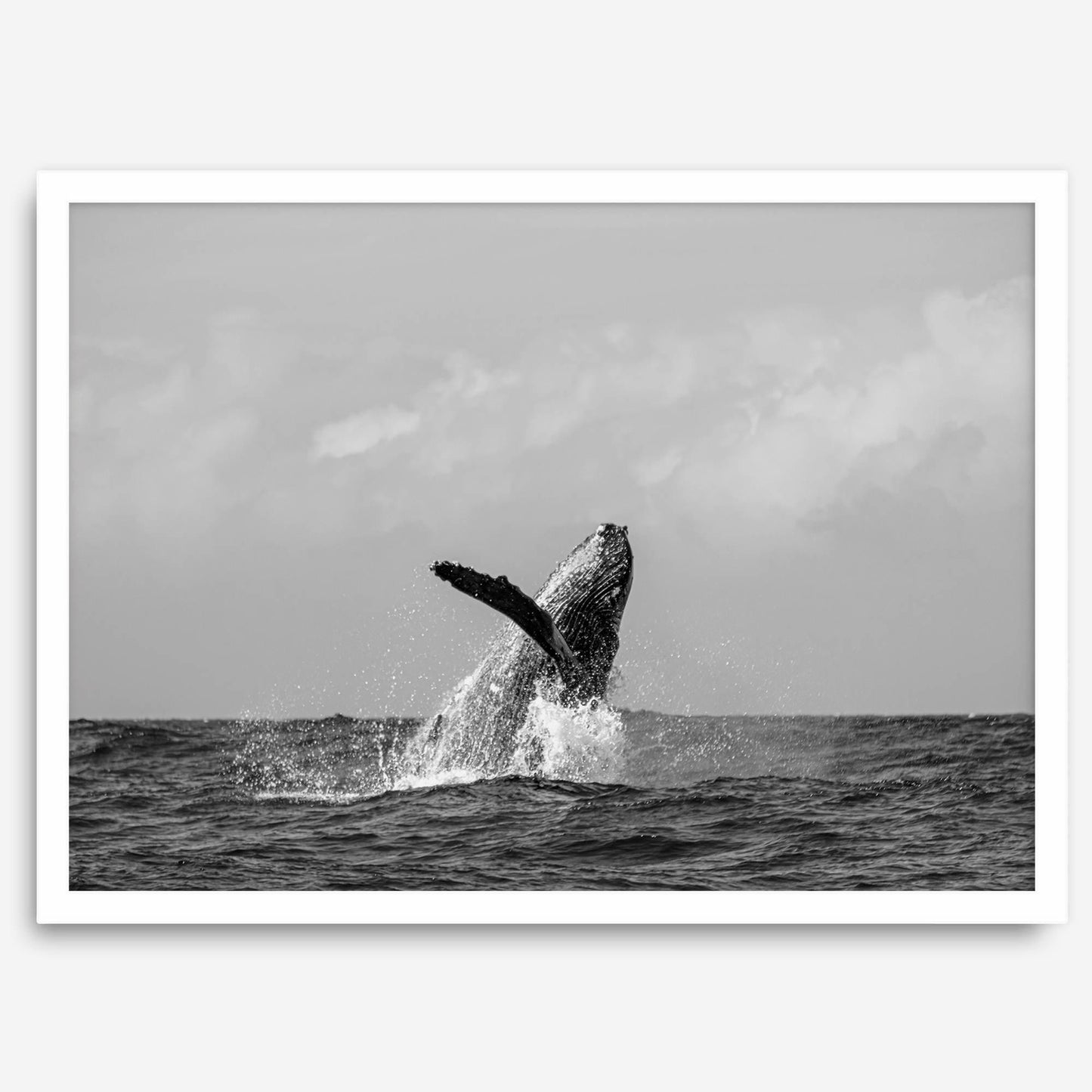 Ocean Majesty