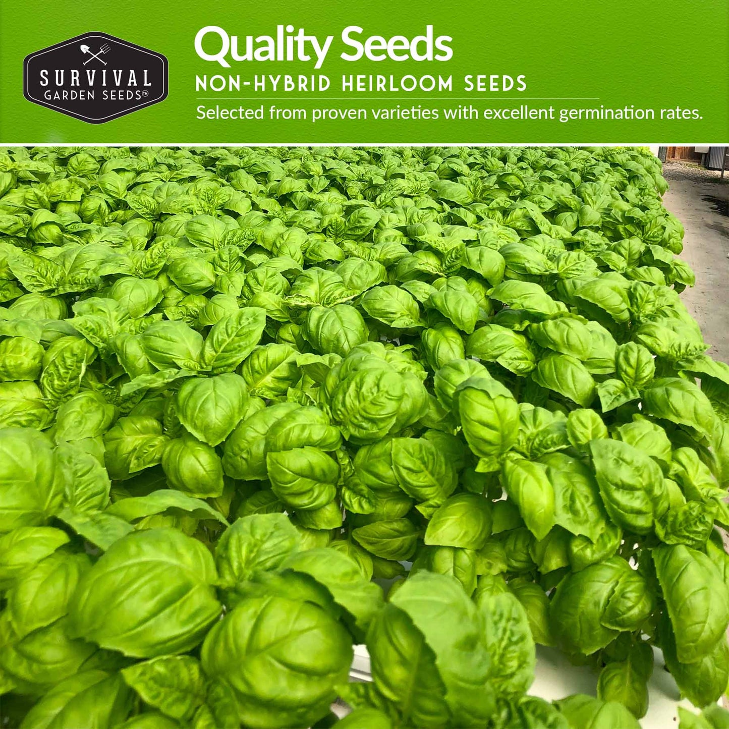 Indoor Herb Garden Hydroponic Seeds Collection – 6 Heirloom Non-GMO Culinary Herbs (Peppermint, Parsley, Cilantro, Basil, Chives & Sage) for Countertop, Tower & Year-Round Growing