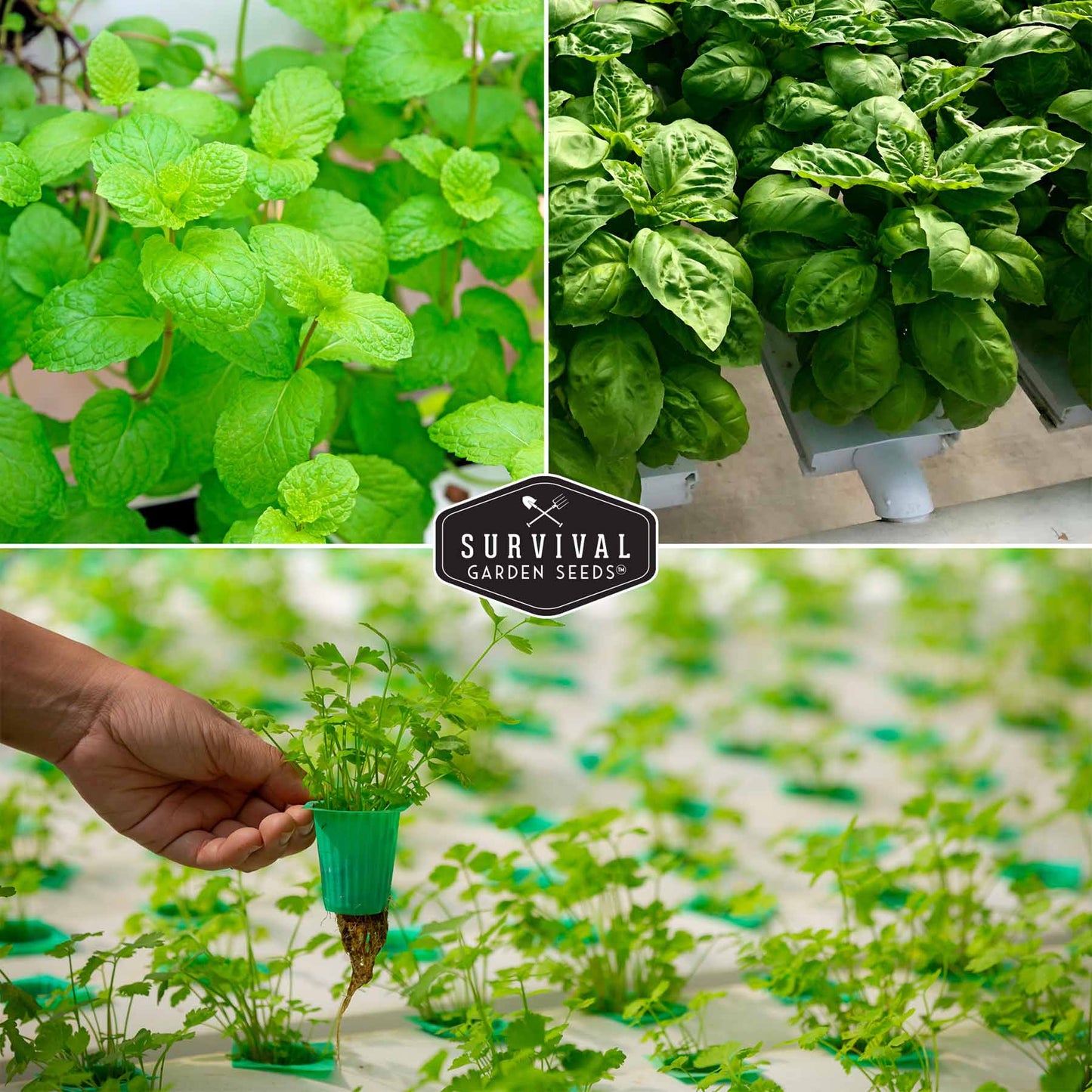 Indoor Herb Garden Hydroponic Seeds Collection – 6 Heirloom Non-GMO Culinary Herbs (Peppermint, Parsley, Cilantro, Basil, Chives & Sage) for Countertop, Tower & Year-Round Growing