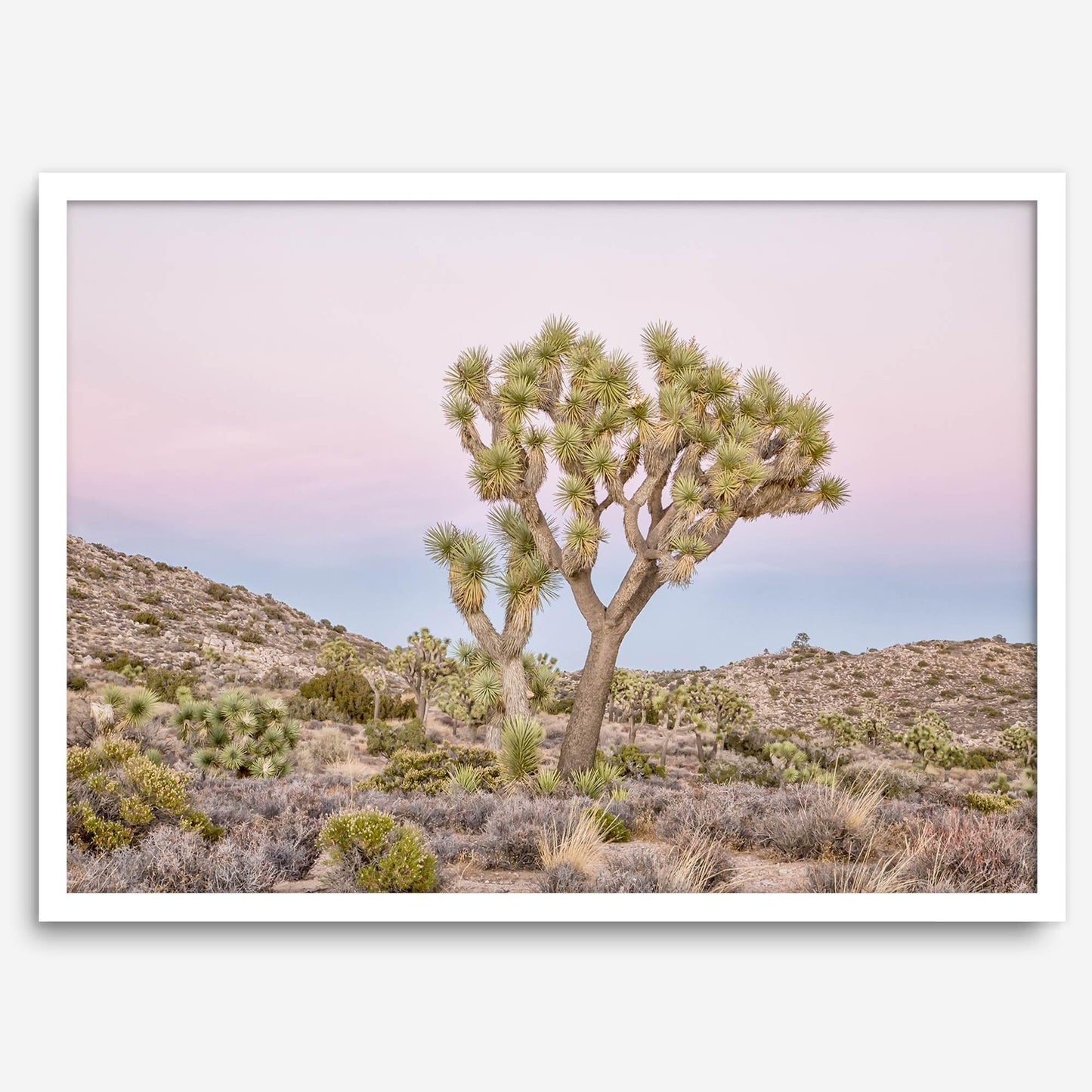Pink Desert