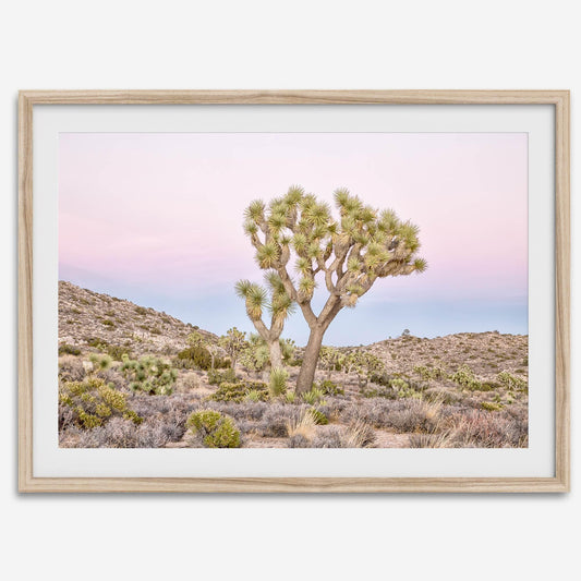 Pink Desert