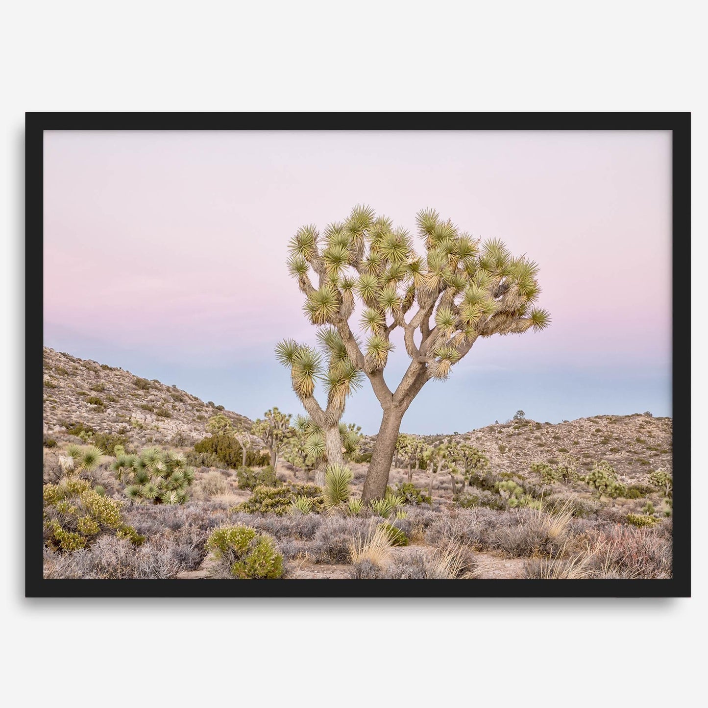 Pink Desert