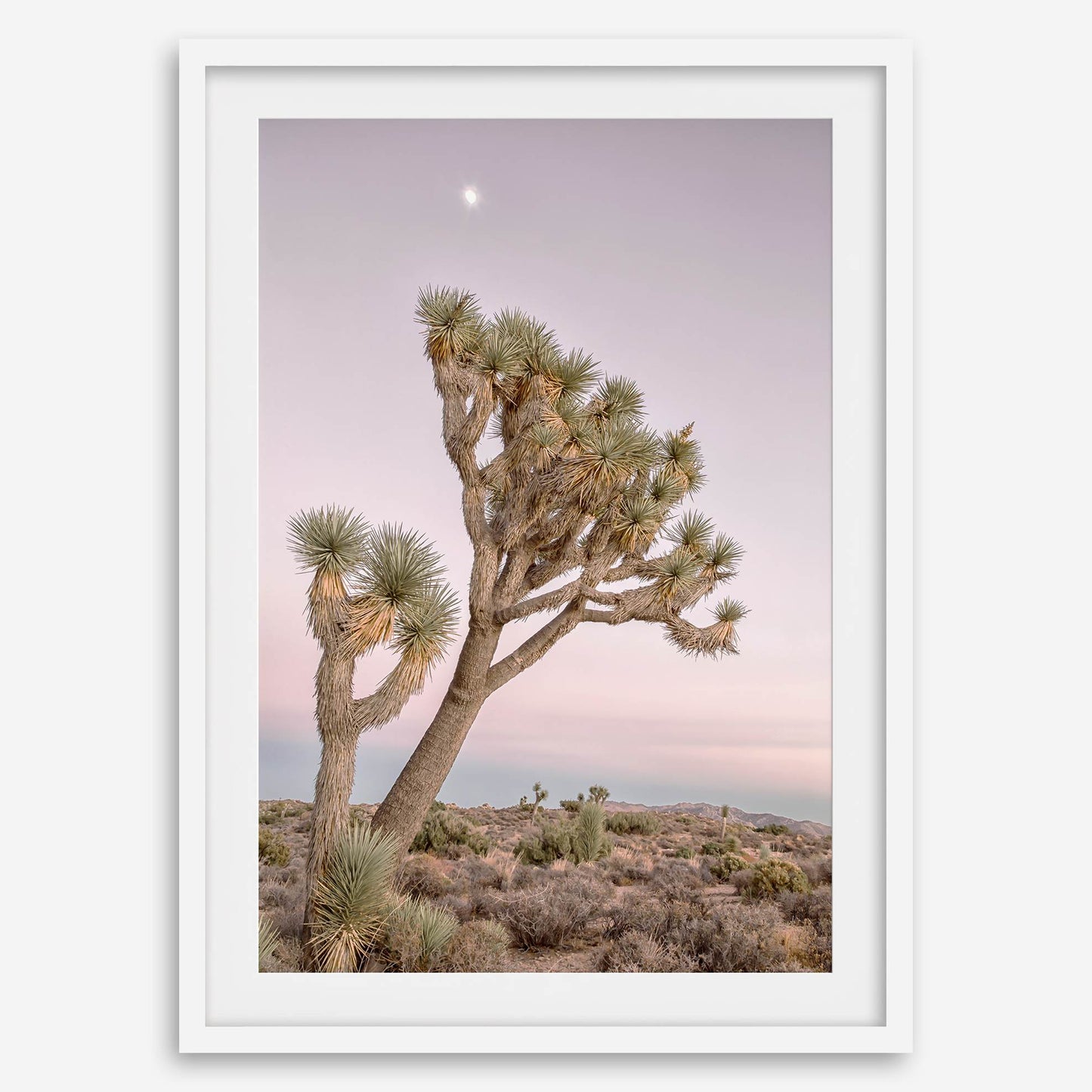 Moonlit Desert
