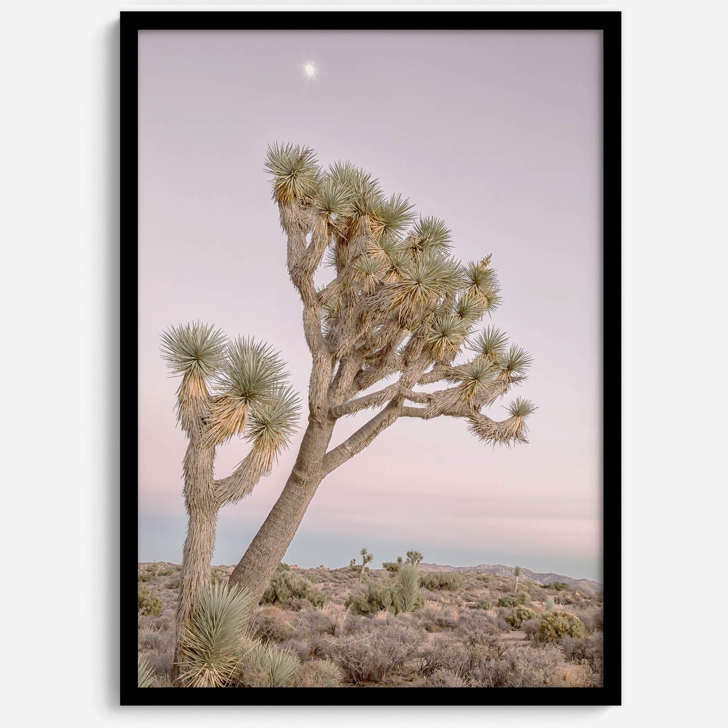 Moonlit Desert