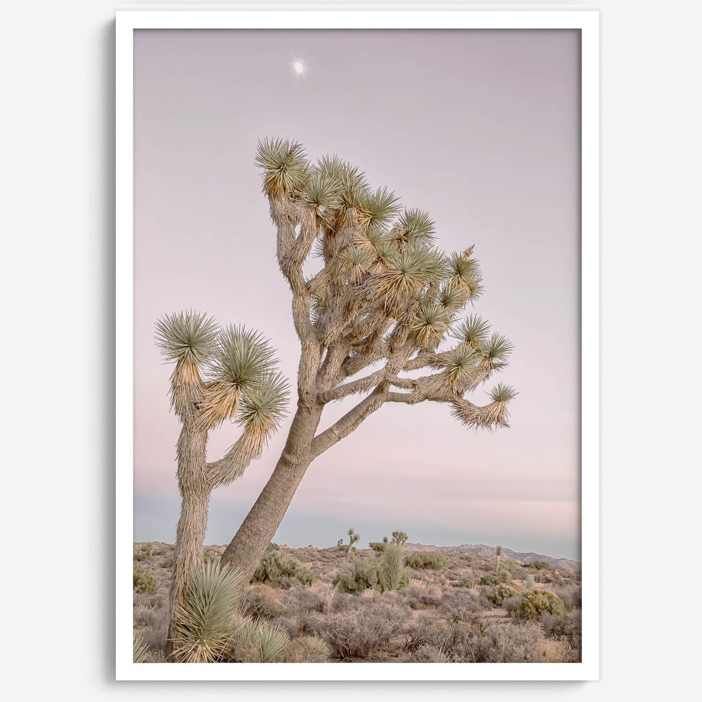 Moonlit Desert