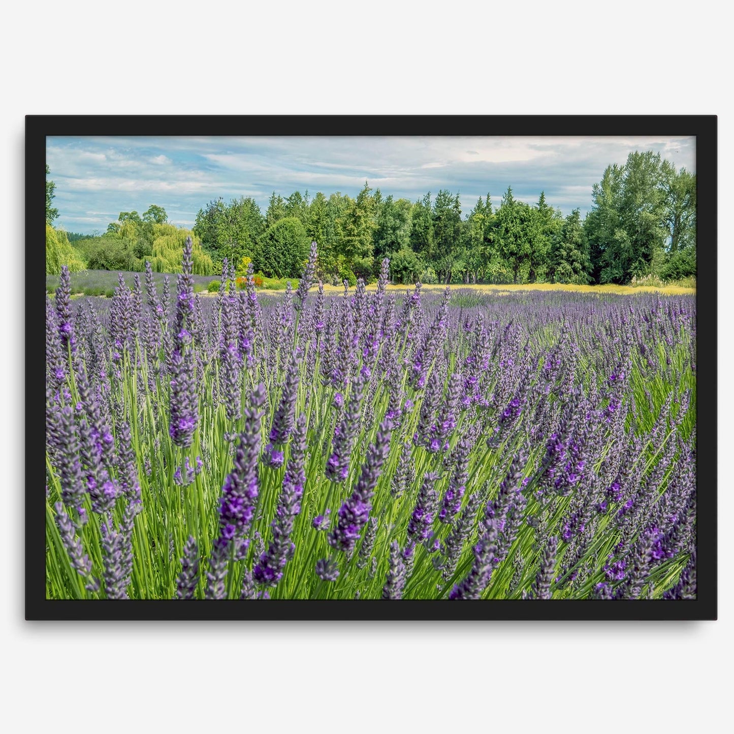 Lavender Fields Forever