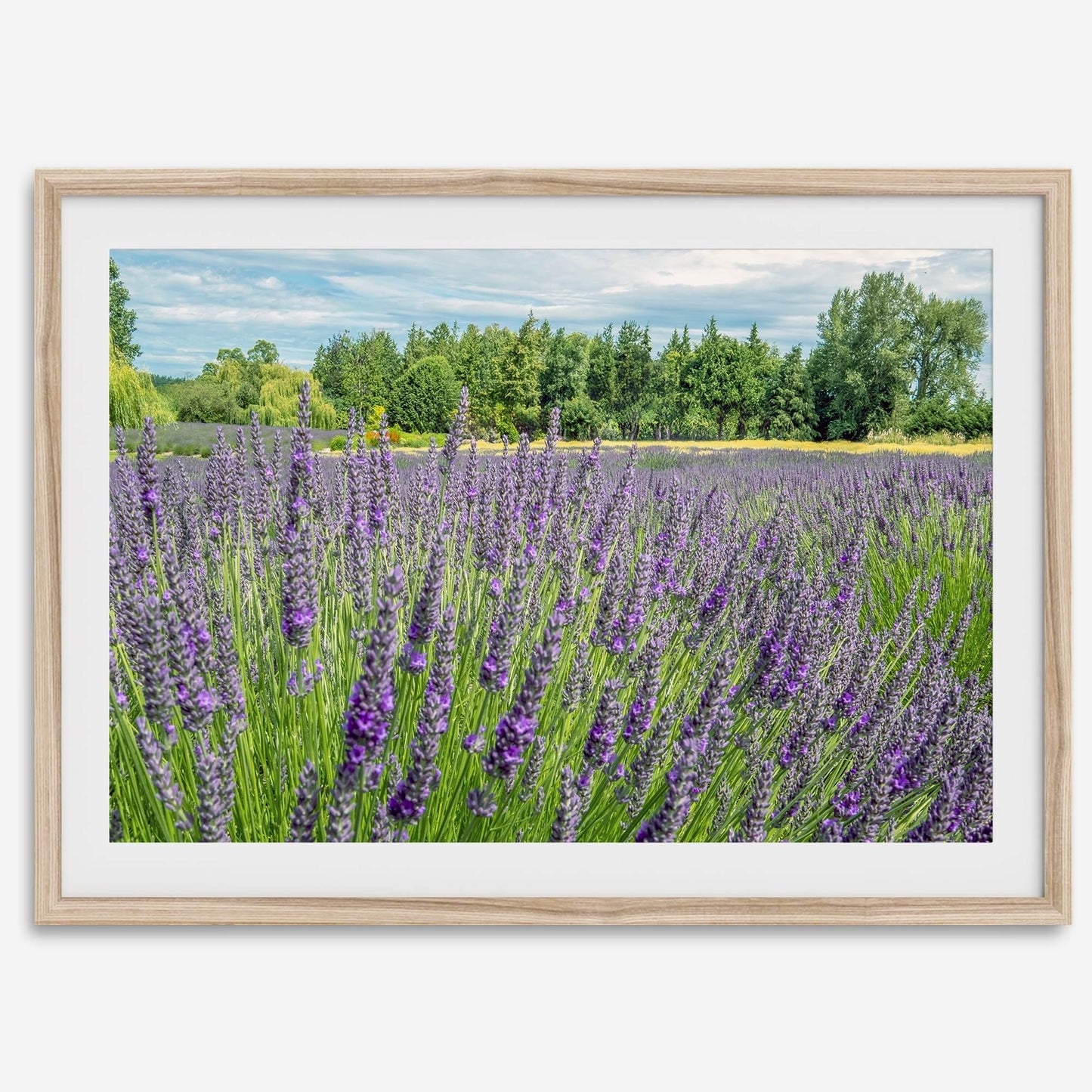 Lavender Fields Forever