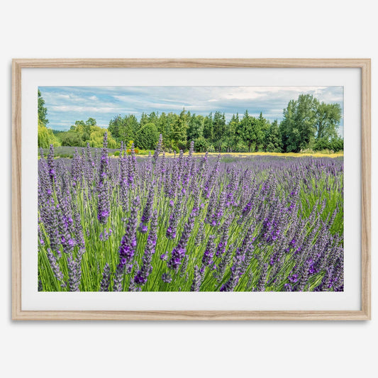 Lavender Fields Forever