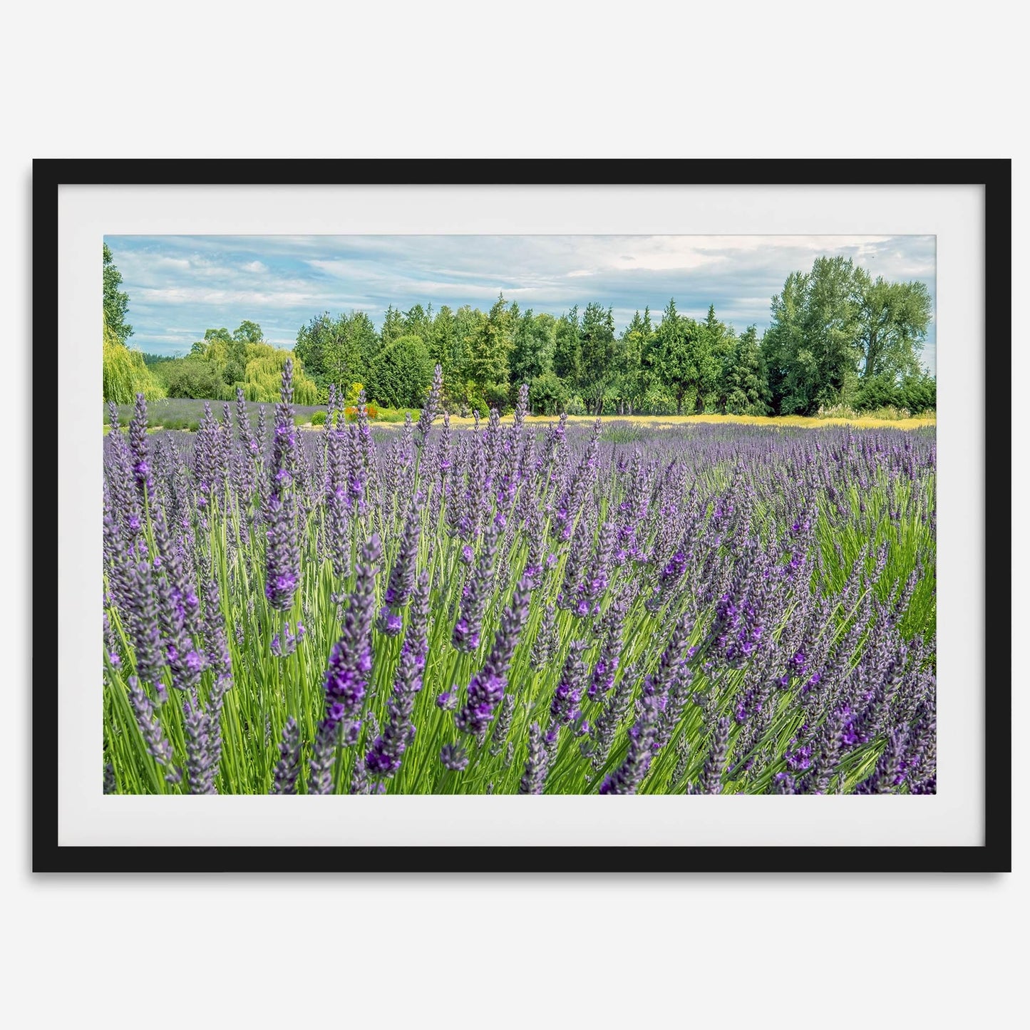 Lavender Fields Forever