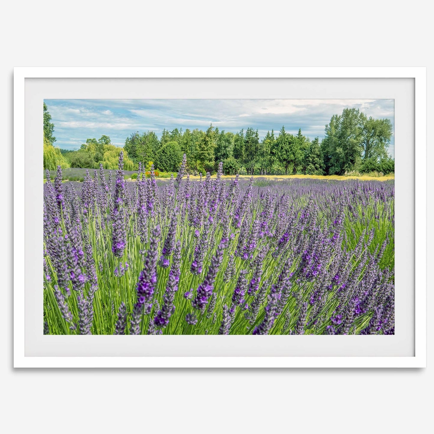 Lavender Fields Forever
