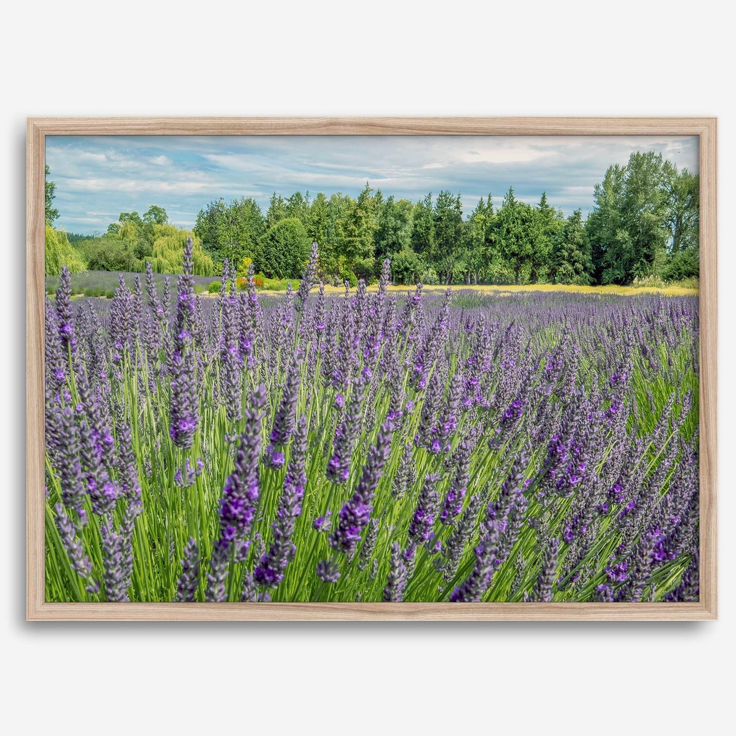 Lavender Fields Forever