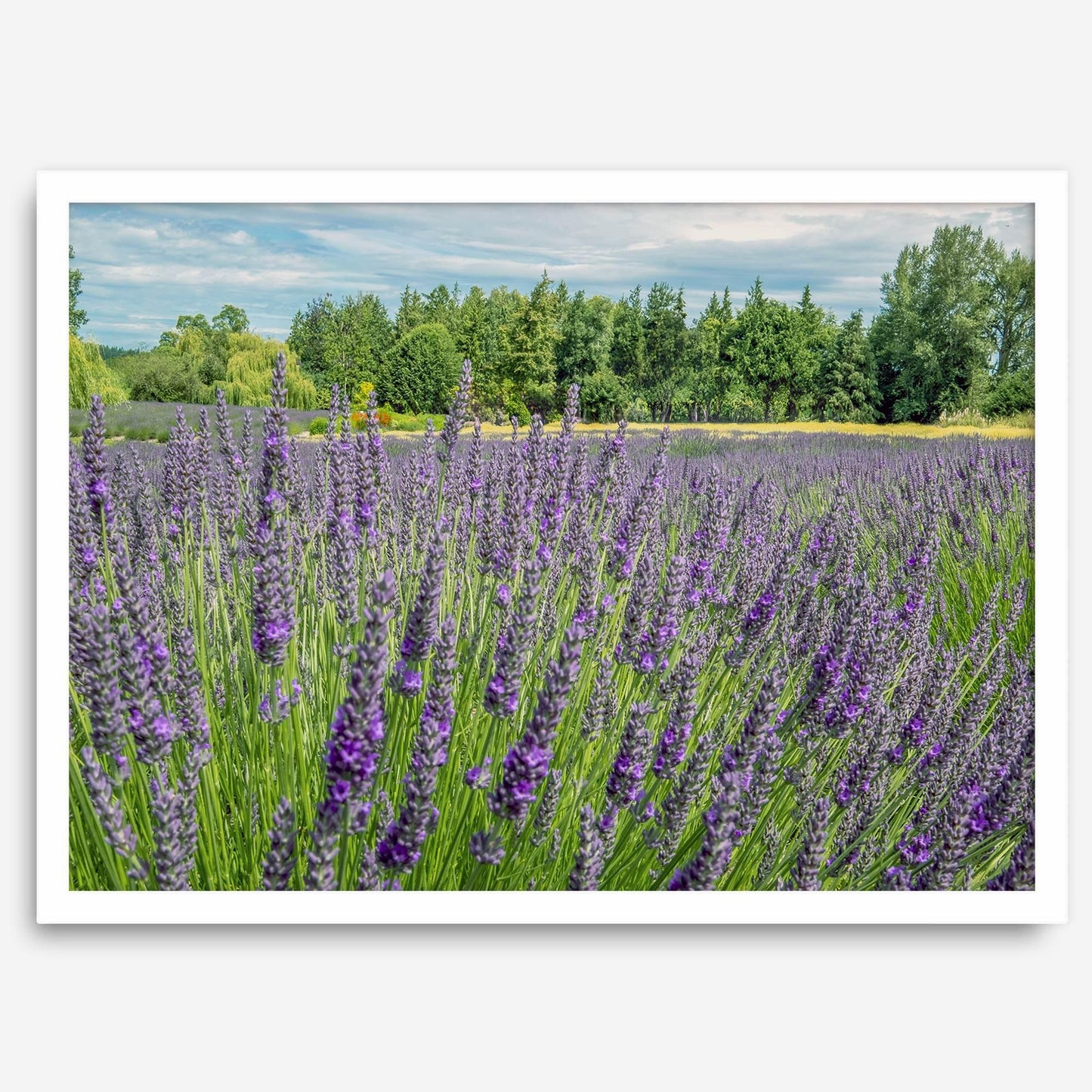 Lavender Fields Forever