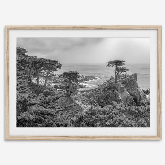 Lone Cypress B&W