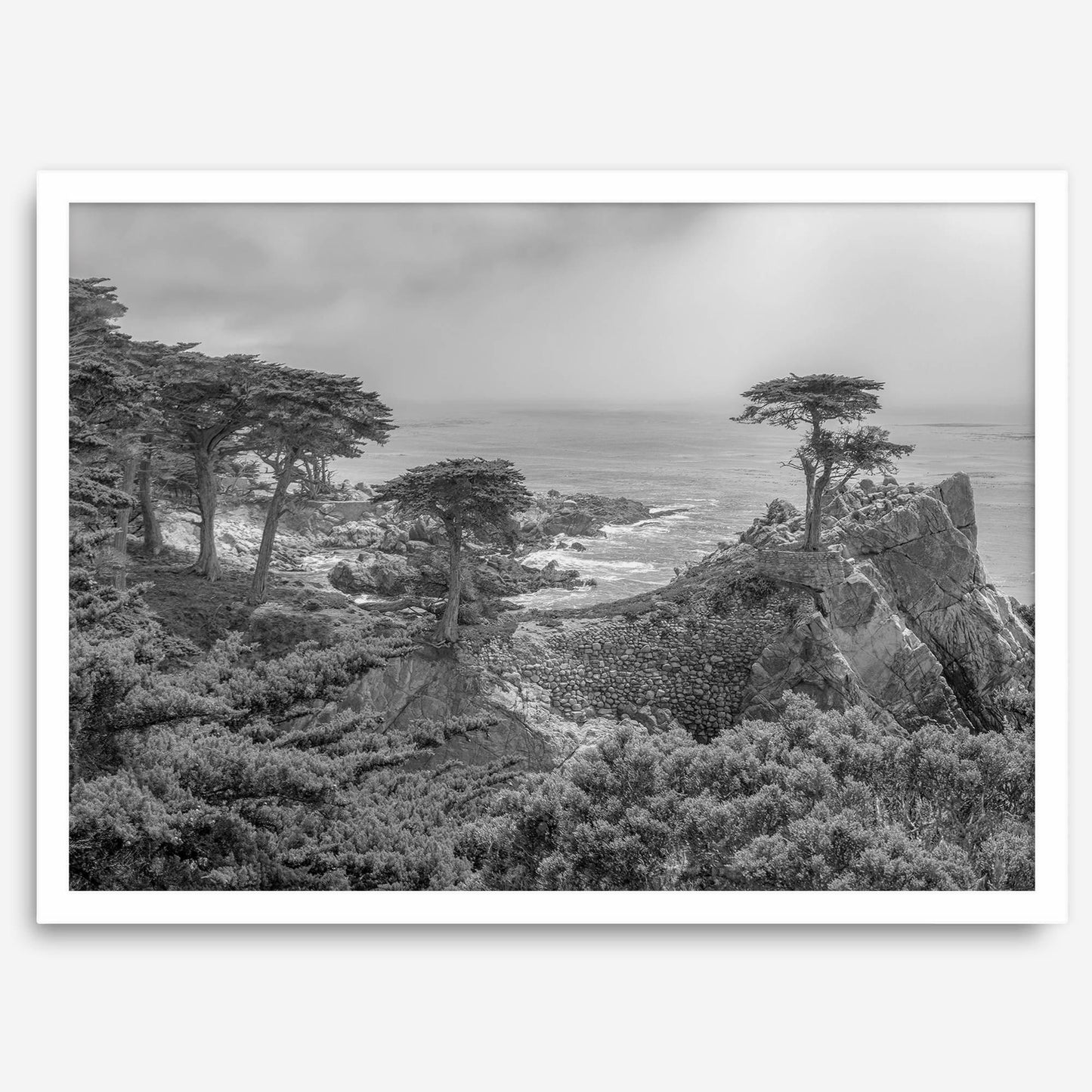 Lone Cypress B&W