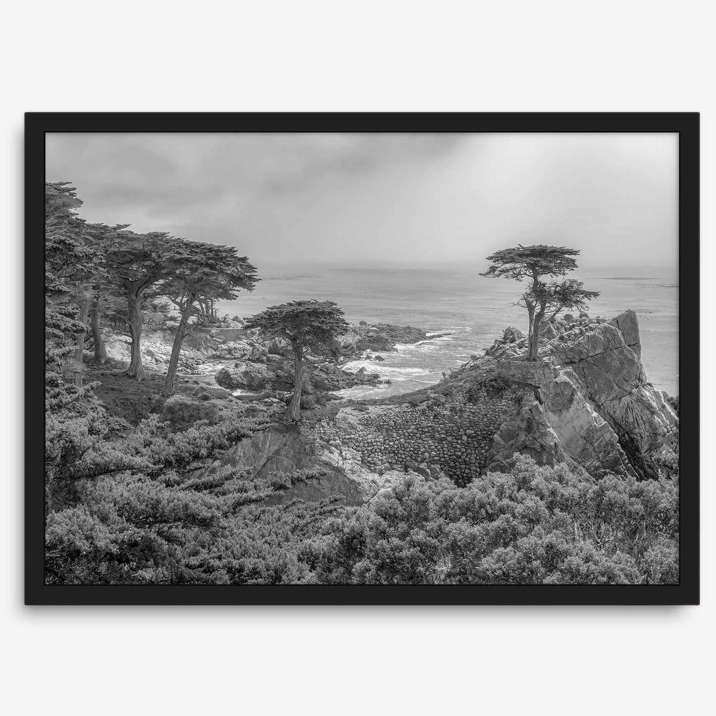 Lone Cypress B&W