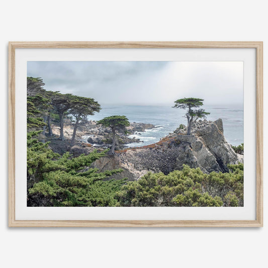 Lone Cypress