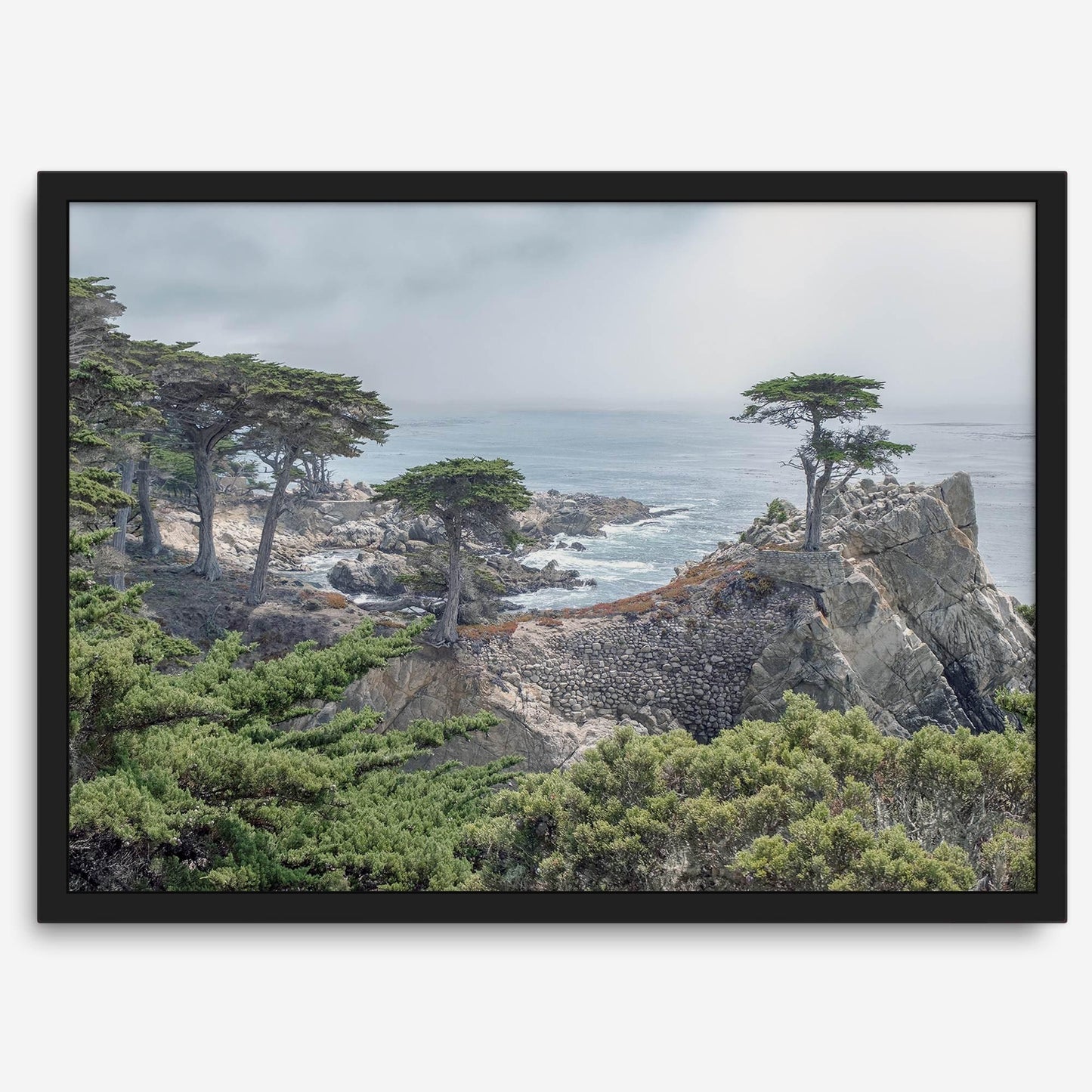 Lone Cypress