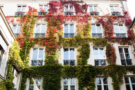 Autumn Ivy in Paris