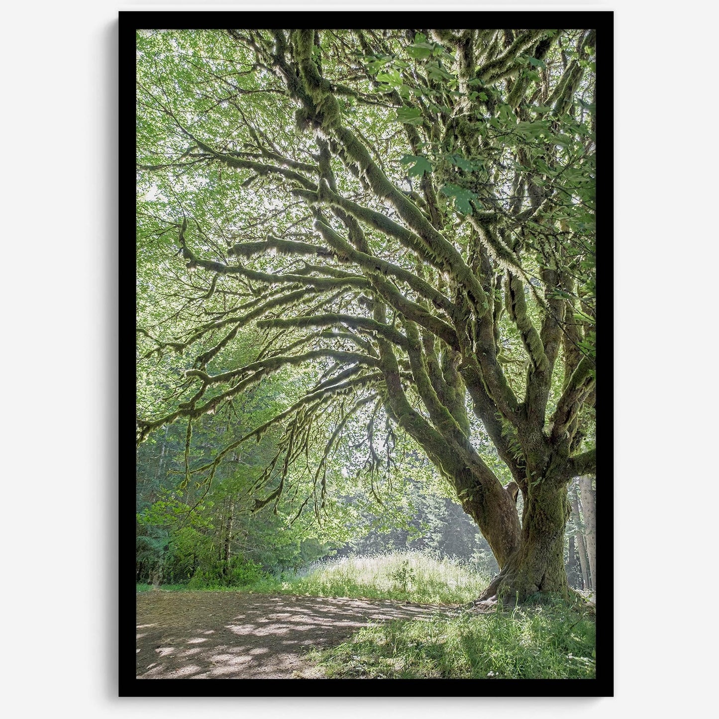 Magical Tree