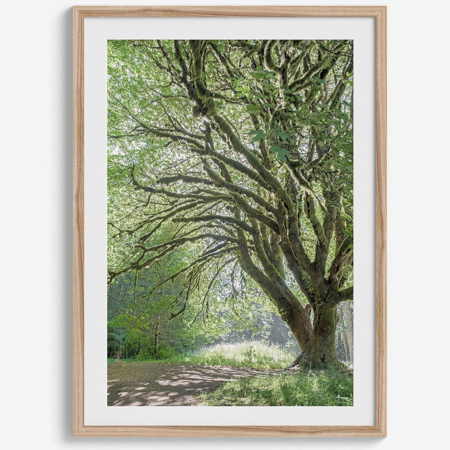 Magical Tree