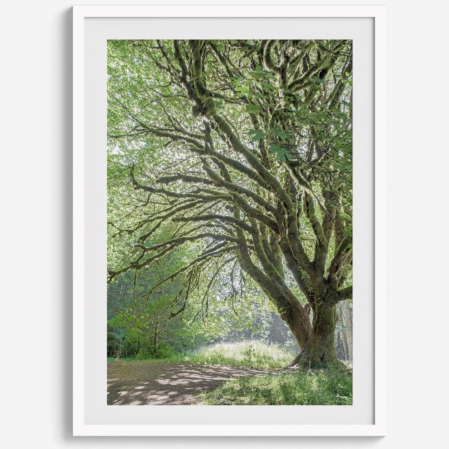 Magical Tree