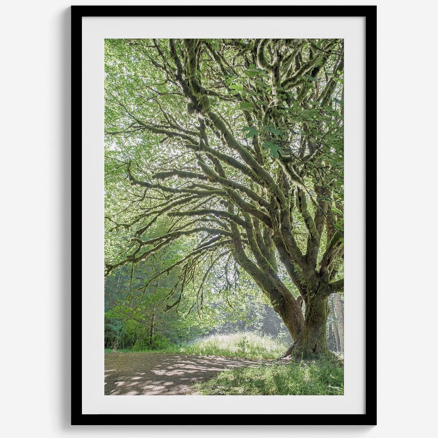 Magical Tree