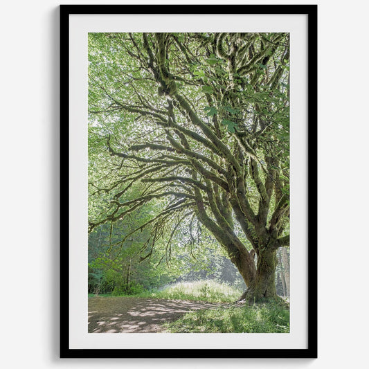 Magical Tree