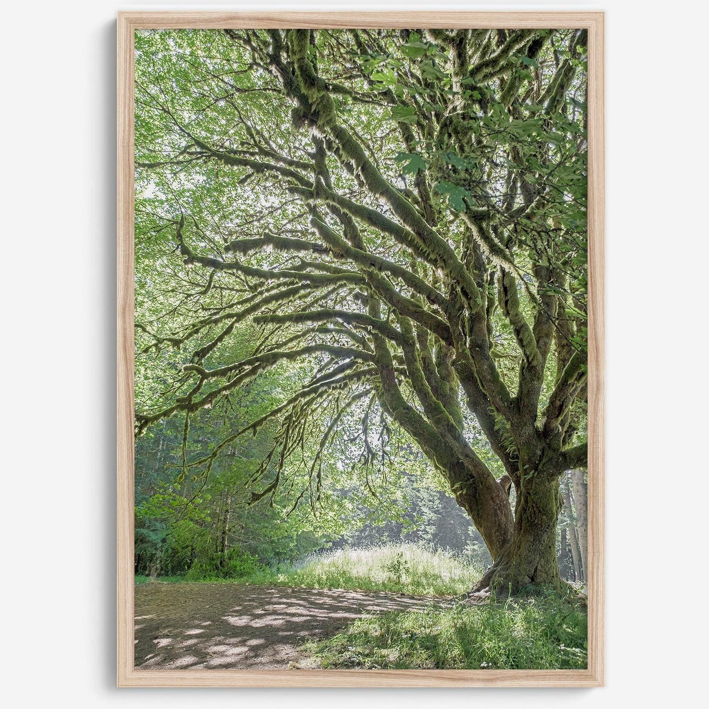 Magical Tree