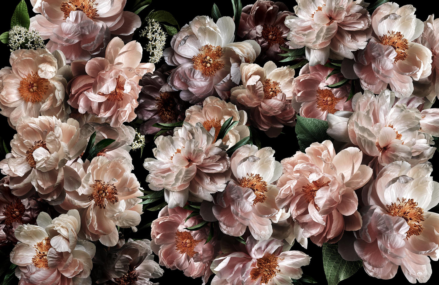 Midnight Bloom Dark Romantic Peony Wallpaper Mural