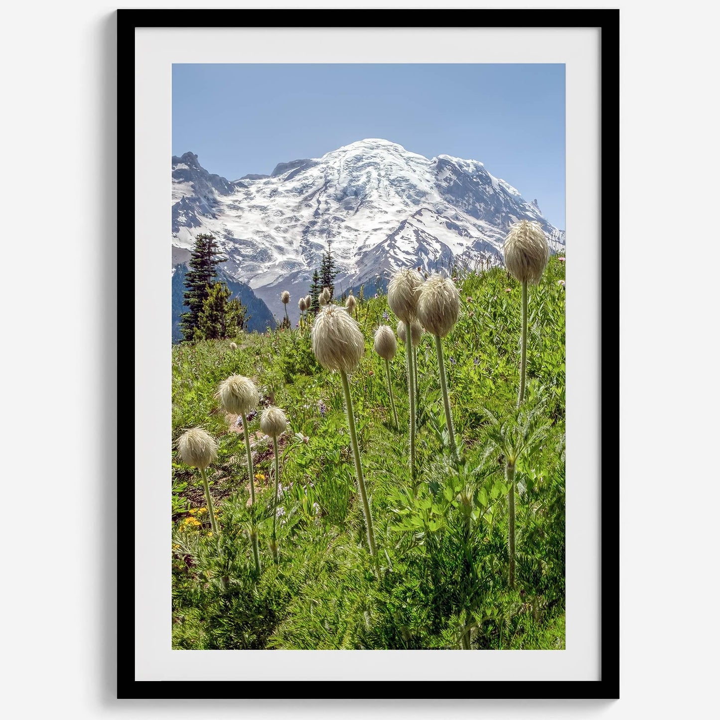 Mount Rainier Portrait