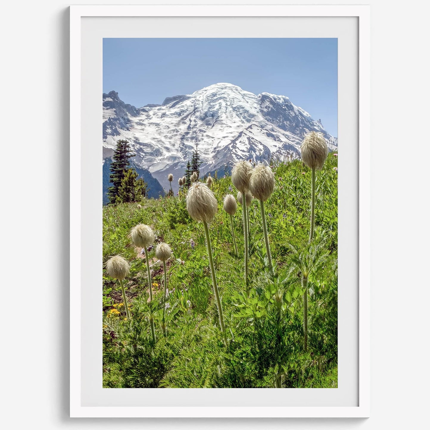 Mount Rainier Portrait
